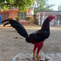 alainguayos63