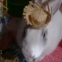 sollylinda