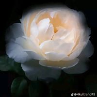 sundaymiracle126