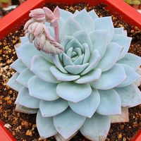 eljardindemari11