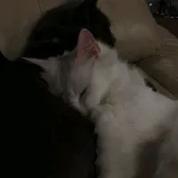 original sound - 300rosi0