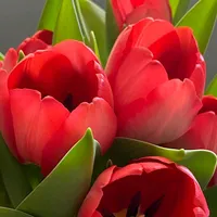 original sound - feliz_aniversario21