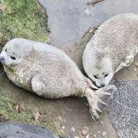 _family_seals_