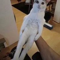 original sound - _kingramarev_