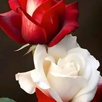 original sound - koly1625