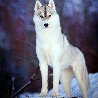 lobo_solitario_53