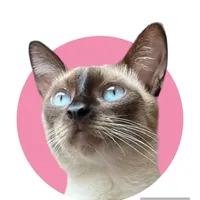 original sound - mayasiamesecat