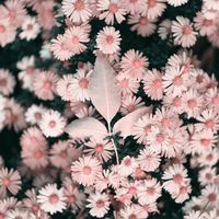 strxwberri.and.cream