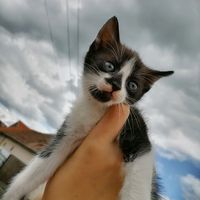 oreo._.the._.king