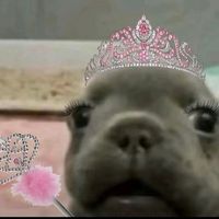 bella_ihme