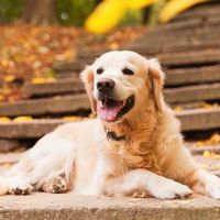 stop_animals_testing6