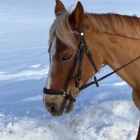 __equestrians__ai