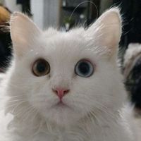 bano.kitty