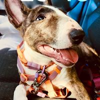 eevee.minibull