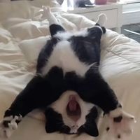 cutepetlife48