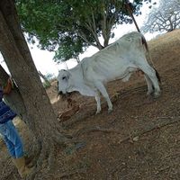criollada