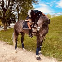 htbperformancehorses