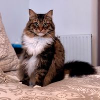 renji.siberian