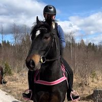 official..horse