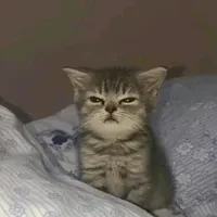 original sound - ptysanchez507