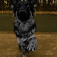 keonu.the.gsd