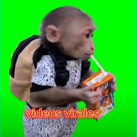 videosvirales1234