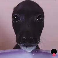 original sound - dawgeater916