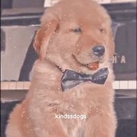 .kindssdogs