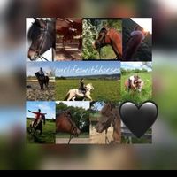 ourlifeswithhorses