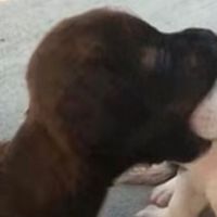 karma_the_psychotic_wolf