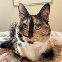 snickersthesmilingcat