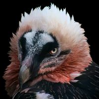 hereliesvulture