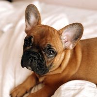 оригінальний звук