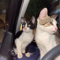 animal.lover_videos