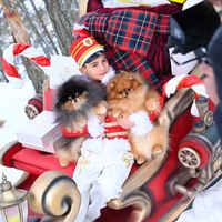 vippomstars_pomeranians