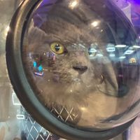 suara asli - MiDXieraaBAGAK