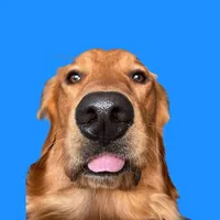 original sound - thegoldendaysoflevi