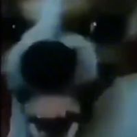 el_perro_cringe3
