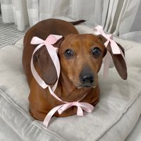 original sound - godiva the dachshund