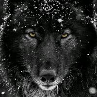 blackwolf883