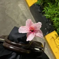 original sound - jannat90j