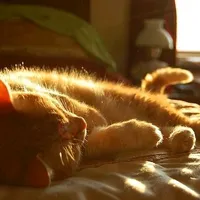 original sound - playlist_white