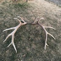 huntbigbucks1