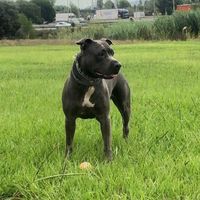 auramstaff