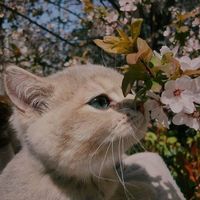 оригінальний звук