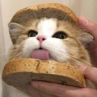 neon7vortexhunterqk22