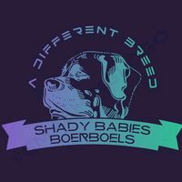 shady_babies_boerboels