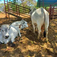 original sound - jorgelemosg