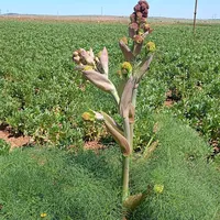 original sound - 3aychjawallll