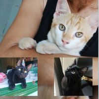 jucapretinha.vs.t